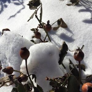 Meet your Posher, Ana